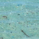 La cantidad de microplásticos encontrados en el fondo de los océanos se ha triplicado en 20 años, según han descubierto investigadores (imagen de archivo)