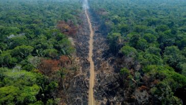 La deforestación de la Amazonía brasileña aumentó un 150 % en el último mes de Bolsonaro