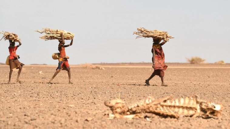 La inseguridad alimentaria de África persistirá debido al cambio climático y los conflictos
