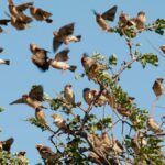 Las autoridades agrícolas de Kenia defienden la matanza de aves invasoras