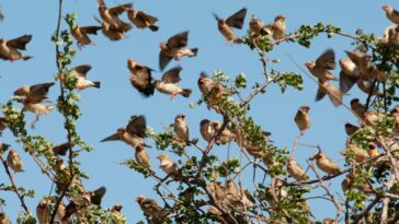 Las autoridades agrícolas de Kenia defienden la matanza de aves invasoras