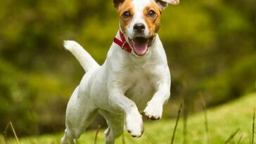 Las colas de los perros juegan poco o ningún papel en sus movimientos acrobáticos y es más probable que se usen para comunicarse, según un estudio (imagen de archivo)