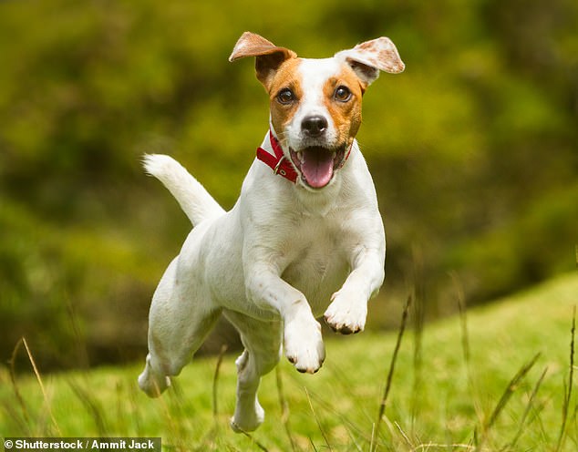 Las colas de los perros juegan poco o ningún papel en sus movimientos acrobáticos y es más probable que se usen para comunicarse, según un estudio (imagen de archivo)