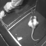 Investigadores en Alemania hicieron que las ratas observaran cómo se hacían cosquillas a otras personas y estudiaron sus respuestas.  Cuando las ratas vieron que a otros les hacían cosquillas, experimentaron algo conocido como 'Freudensprünge', un término alemán que significa 'saltar de alegría'.