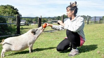 Investigadores de la Universidad Eötvös Loránd han descubierto que los cerdos socializados por humanos no intentarán mostrarnos cosas que les parezcan interesantes.  En la imagen: la investigadora Paula Pérez y un cerdo.