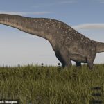 Investigadores en Nueva Delhi encontraron 92 sitios de anidación que alguna vez pertenecieron a titanosaurios, una familia de dinosaurios de cuello largo que incluía algunos de los más grandes que jamás hayan existido.