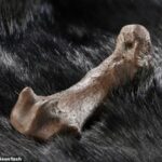 Los humanos han estado usando pieles de oso para protegerse del clima frío durante al menos 300.000 años.  Esto lo sugieren las marcas de corte en el metatarso (en la foto) y la falange de un oso de las cavernas descubierto en el sitio del Paleolítico Inferior de Schöningen en Baja Sajonia, Alemania.