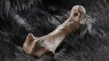 Los humanos han estado usando pieles de oso para protegerse del clima frío durante al menos 300.000 años.  Esto lo sugieren las marcas de corte en el metatarso (en la foto) y la falange de un oso de las cavernas descubierto en el sitio del Paleolítico Inferior de Schöningen en Baja Sajonia, Alemania.
