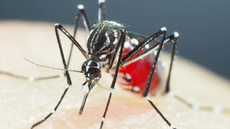 Los mosquitos súper resistentes en Asia representan una amenaza creciente: estudio