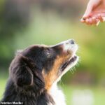 Investigadores de la Universidad de Viena descubrieron que los perros pueden saber cuándo colgamos una golosina fuera de su alcance para ser crueles y cuándo es solo un accidente.