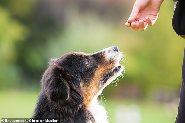 Investigadores de la Universidad de Viena descubrieron que los perros pueden saber cuándo colgamos una golosina fuera de su alcance para ser crueles y cuándo es solo un accidente.