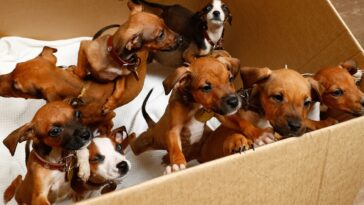 Los refugios de animales enfrentan una afluencia 'catastrófica' de mascotas no deseadas