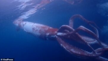 Ver un calamar gigante en la naturaleza es extremadamente raro y solo se informan unos pocos avistamientos.  La mayoría de las veces se los ve muertos y arrastrados a las playas.