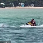 Esta semana se publicó en las redes sociales la visión de los hombres que conducen a dos metros de los mamíferos marinos (en la foto) en Port Phillip Bay en la península de Mornington en Melbourne.