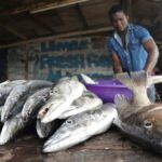 Pescadores de Camerún instan a detener a los cazadores furtivos del Golfo de Guinea para revertir la prohibición de la UE