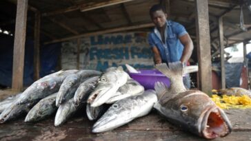 Pescadores de Camerún instan a detener a los cazadores furtivos del Golfo de Guinea para revertir la prohibición de la UE