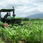 Producción venezolana de guisantes aumenta un 250 %