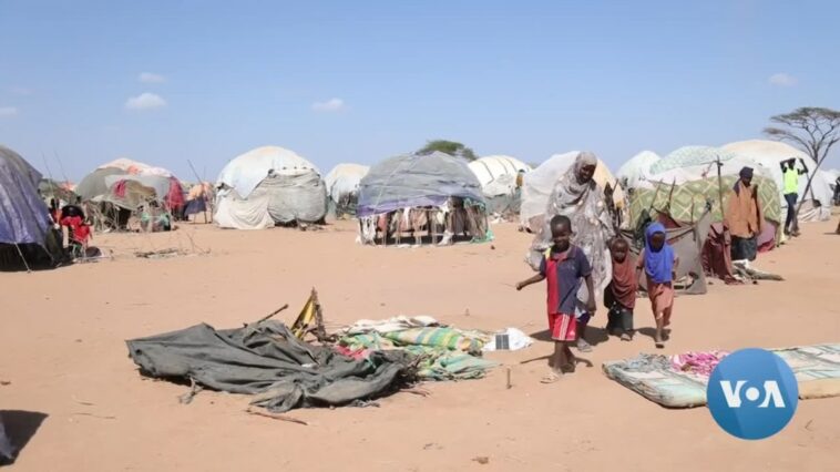 Refugiados somalíes repatriados regresan a los campamentos de Kenia mientras continúa la devastadora sequía