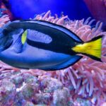 Rehoming Nemo: ¿Qué pasó con los peces del gigante AquaDom de Berlín?