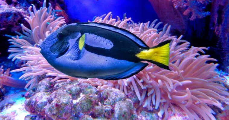 Rehoming Nemo: ¿Qué pasó con los peces del gigante AquaDom de Berlín?