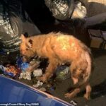 Imágenes desgarradoras mostraron, lo que algunos pensaron, era un zorro buscando comida en bolsas de basura en Sheerness, en Kent.