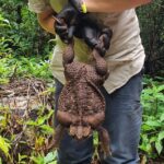 Un sapo de caña gigante llamado Toadzilla (en la foto), fue encontrado por guardabosques del Departamento de Medio Ambiente y Ciencia en Queensland la semana pasada.