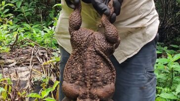 Un sapo de caña gigante llamado Toadzilla (en la foto), fue encontrado por guardabosques del Departamento de Medio Ambiente y Ciencia en Queensland la semana pasada.