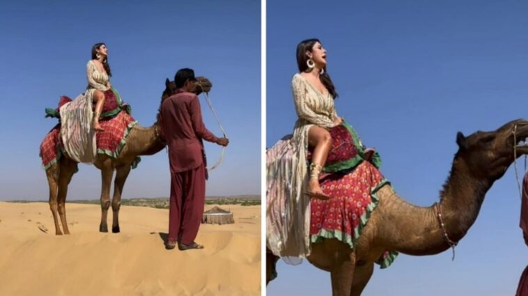 Shehnaaz Gill se asusta mientras monta un camello, grita 'Amma, Mama';  los fanáticos la llaman 'tan linda'.  Mirar
