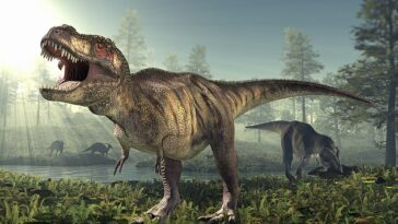 Una nueva investigación de la Universidad de Vanderbilt en los EE. UU. ha revelado que T. rex (en la foto) puede haber tenido la misma cantidad de neuronas cerebrales que los primates modernos.