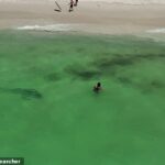Las imágenes de drones muestran la cabeza del tiburón directamente hacia una mujer antes de rodearla en el último momento posible.