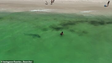 Las imágenes de drones muestran la cabeza del tiburón directamente hacia una mujer antes de rodearla en el último momento posible.