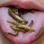 UE aprueba dos insectos para consumo humano