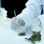 Legalidad de las semillas de cannabis en Europa