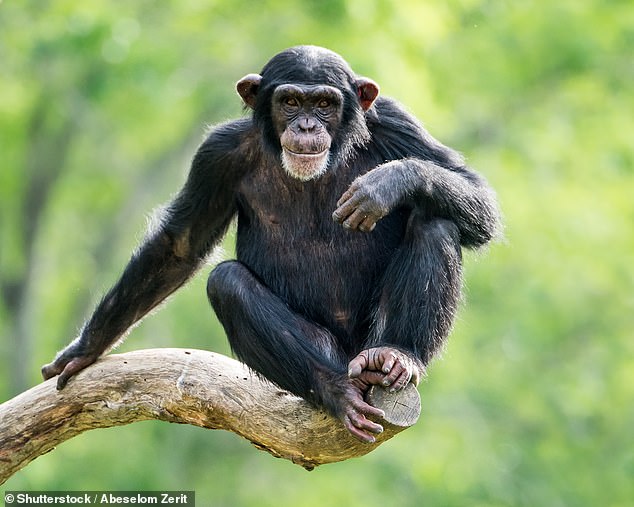 Los chimpancés adolescentes corren más riesgos y son más propensos a tener rabietas que los simios mayores, según ha demostrado un estudio de la Universidad de Michigan.  En la foto: un joven chimpancé descansando en la rama de un árbol.