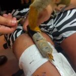 El influencer de las redes sociales Funky Matas entrenó a un mono para usar una pistola de agujas y dejó que dibujara un tatuaje permanente en su rodilla