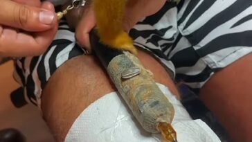El influencer de las redes sociales Funky Matas entrenó a un mono para usar una pistola de agujas y dejó que dibujara un tatuaje permanente en su rodilla