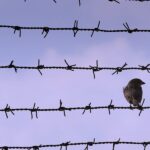 Comité de prevención de la tortura de la ONU cancela visita a Australia