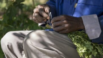 'Como esclavos': los trabajadores agrícolas de Zim arremeten contra las condiciones laborales