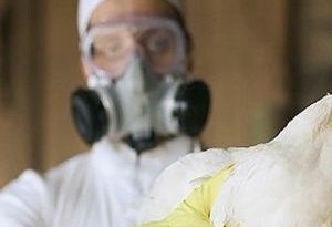 Cuba detecta gripe aviar en aves de zoológico