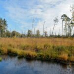 Peatlands store more carbon than all the world’s forests combined.