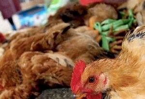 Ecuador: dos millones de aves serán inmunizadas contra la gripe aviar