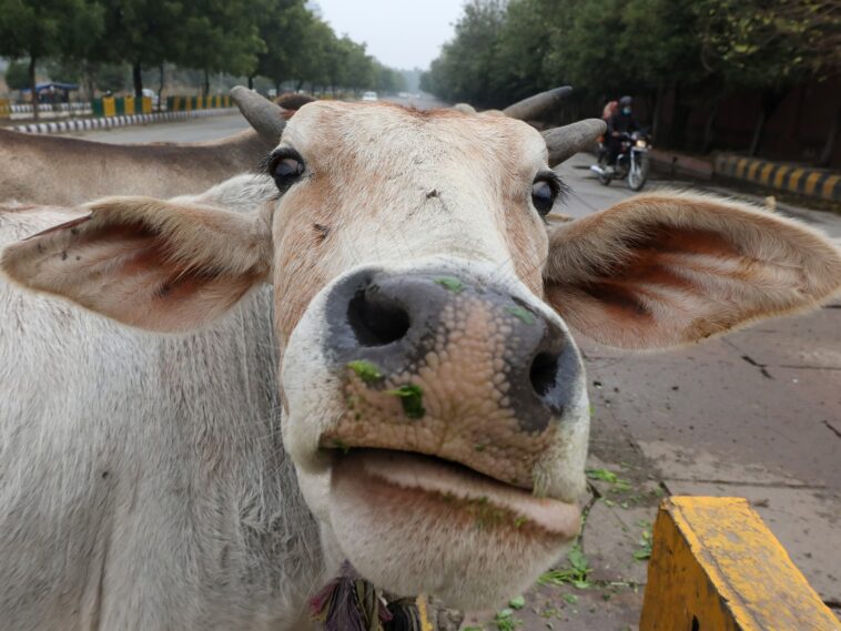 El gobierno indio dice que abracen a las vacas en el Día de San Valentín, Twitter se parte a carcajadas