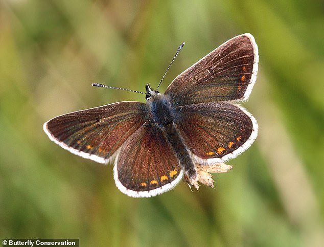 Las especies que han disminuido incluyen el Northern Brown Argus (en la foto), que ha registrado una disminución del 57 por ciento en el número en todo el Reino Unido.