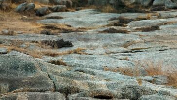 La fotografía fue tomada en India por el fotógrafo Sudhir Shivaram.  ¿Puedes ver a la criatura descansando sobre las rocas?