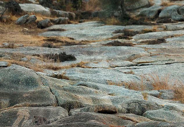 La fotografía fue tomada en India por el fotógrafo Sudhir Shivaram.  ¿Puedes ver a la criatura descansando sobre las rocas?