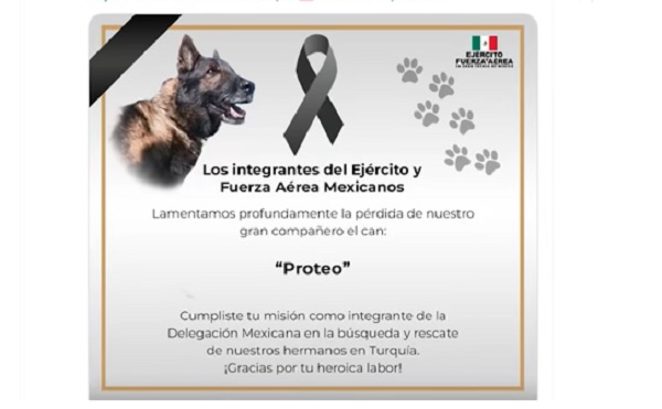 Fuerzas armadas mexicanas rinden homenaje a Proteo, el perro rescatado que murió en Turquía (VIDEO)
