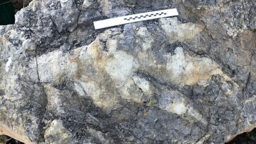 Se ha descubierto una huella de dinosaurio de 80 cm (2,6 pies) de largo (en la foto) en Yorkshire, y es la más grande de su tipo que se haya encontrado allí