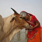 En un nuevo llamado, el gobierno indio ha declarado el 14 de febrero como el Día del Abrazo de la Vaca para abrazar al animal, que se considera santo y sagrado dentro del hinduismo, la religión más grande de la India (en la foto: una mujer adorando a una vaca durante el festival Ganga Dussehra en India) )