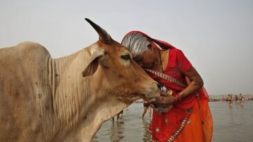 En un nuevo llamado, el gobierno indio ha declarado el 14 de febrero como el Día del Abrazo de la Vaca para abrazar al animal, que se considera santo y sagrado dentro del hinduismo, la religión más grande de la India (en la foto: una mujer adorando a una vaca durante el festival Ganga Dussehra en India) )