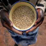 La ONU observa el renacimiento del mijo a medida que crece la incertidumbre mundial sobre los cereales
